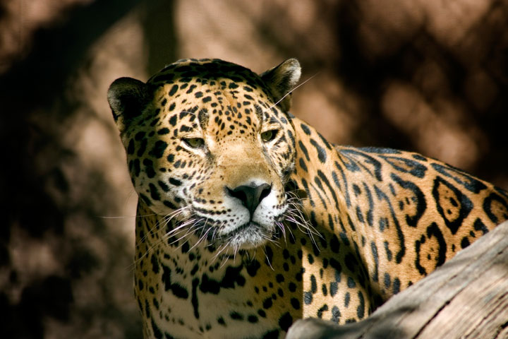 le-costa-rica-ferme-ses-zoos-et-libere-les-animaux-de-leurs-cages4
