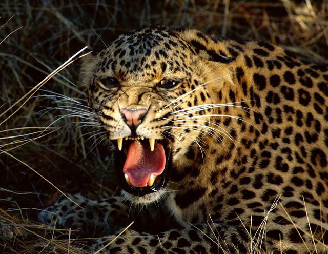 le-costa-rica-ferme-ses-zoos-et-libere-les-animaux-de-leurs-cages5