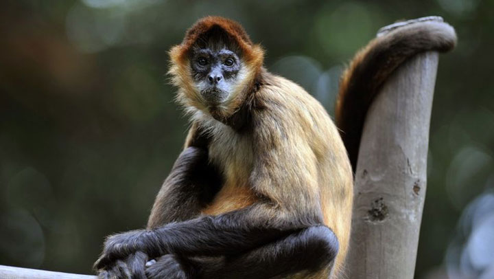 le-costa-rica-ferme-ses-zoos-et-libere-les-animaux-de-leurs-cages6
