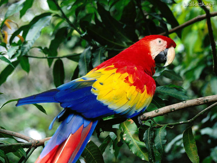 le-costa-rica-ferme-ses-zoos-et-libere-les-animaux-de-leurs-cages7
