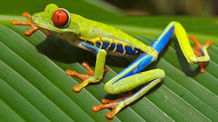 le-costa-rica-ferme-ses-zoos-et-libere-les-animaux-de-leurs-cages9