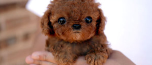 les-39-bebes-animaux-les-plus-craquants-du-regne-animal-qui-vous-feront-fondre-de-tendresse-une