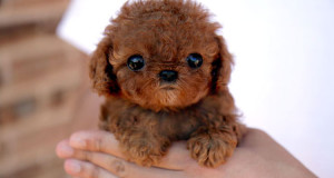 les-39-bebes-animaux-les-plus-craquants-du-regne-animal-qui-vous-feront-fondre-de-tendresse-une