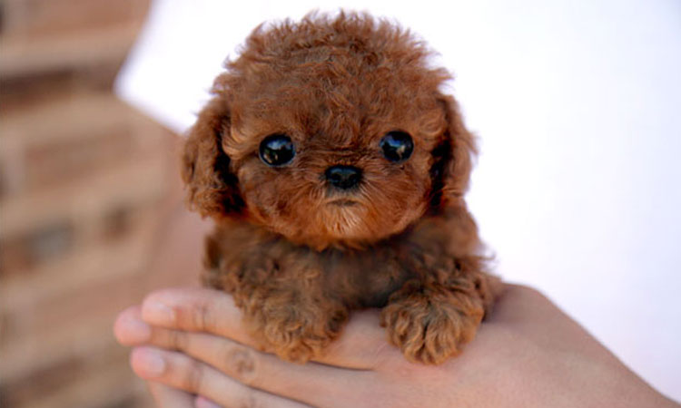 les-39-bebes-animaux-les-plus-craquants-du-regne-animal-qui-vous-feront-fondre-de-tendresse-une