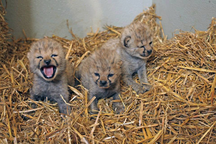 les-39-bebes-animaux-les-plus-craquants-du-regne-animal-qui-vous-feront-fondre-de-tendresse8