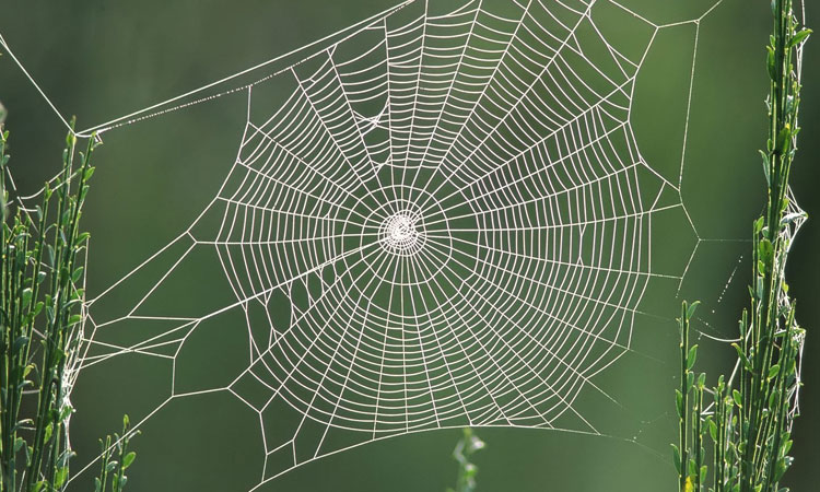 les-toiles-des-araignees-possedent-un-pouvoir-secret-pour-les-aider-a-attraper-leurs-proiesUNE