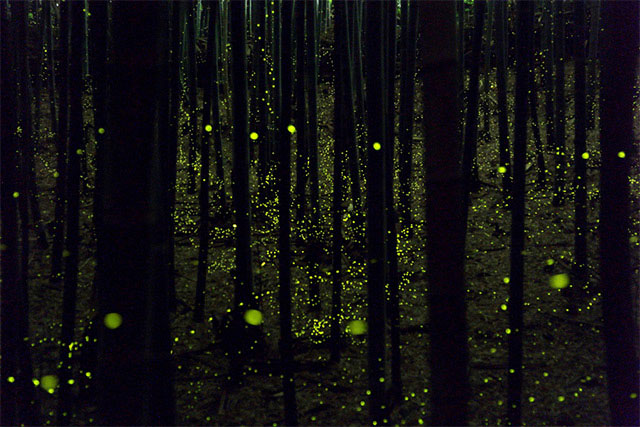 longue-exposition-des-paysages-japonais-illumines-par-le-voyage-des-lucioles1