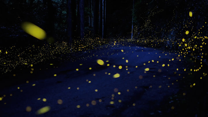 longue-exposition-des-paysages-japonais-illumines-par-le-voyage-des-lucioles10