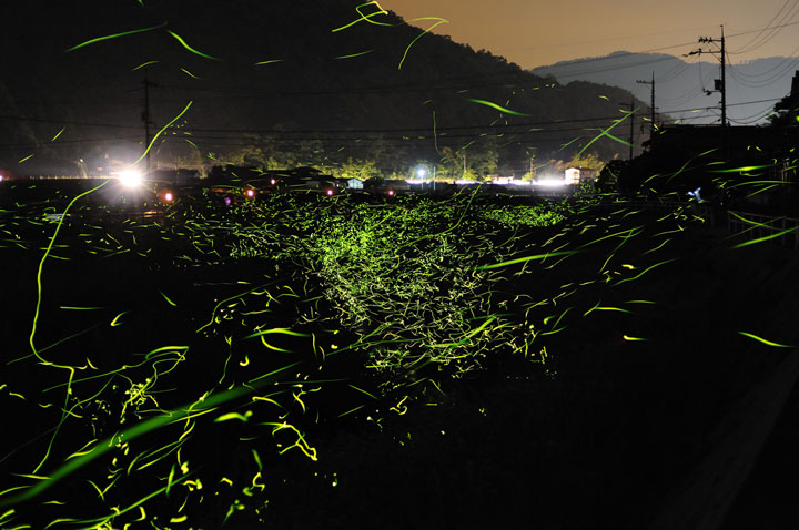 longue-exposition-des-paysages-japonais-illumines-par-le-voyage-des-lucioles10