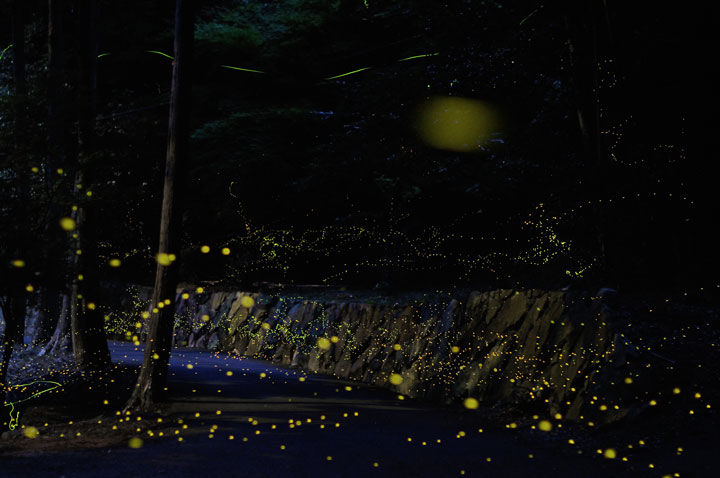 longue-exposition-des-paysages-japonais-illumines-par-le-voyage-des-lucioles16