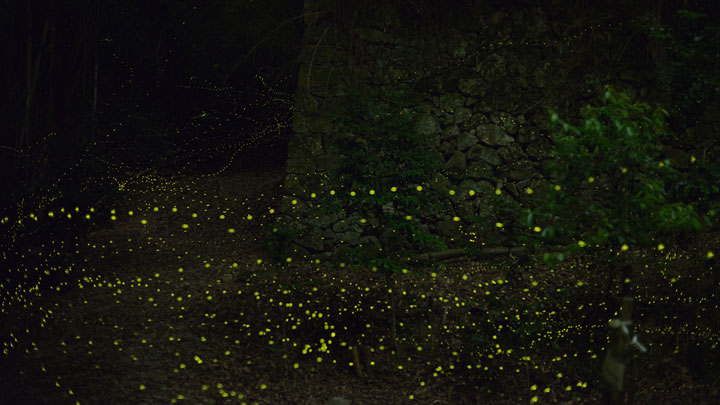 longue-exposition-des-paysages-japonais-illumines-par-le-voyage-des-lucioles18