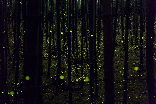longue-exposition-des-paysages-japonais-illumines-par-le-voyage-des-lucioles3