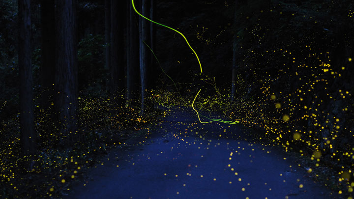 longue-exposition-des-paysages-japonais-illumines-par-le-voyage-des-lucioles5