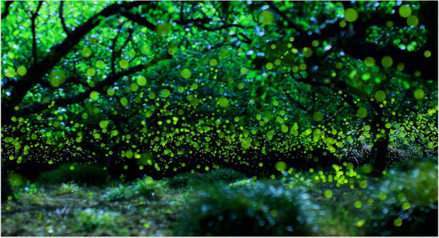 longue-exposition-des-paysages-japonais-illumines-par-le-voyage-des-lucioles5