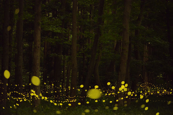 longue-exposition-des-paysages-japonais-illumines-par-le-voyage-des-lucioles6