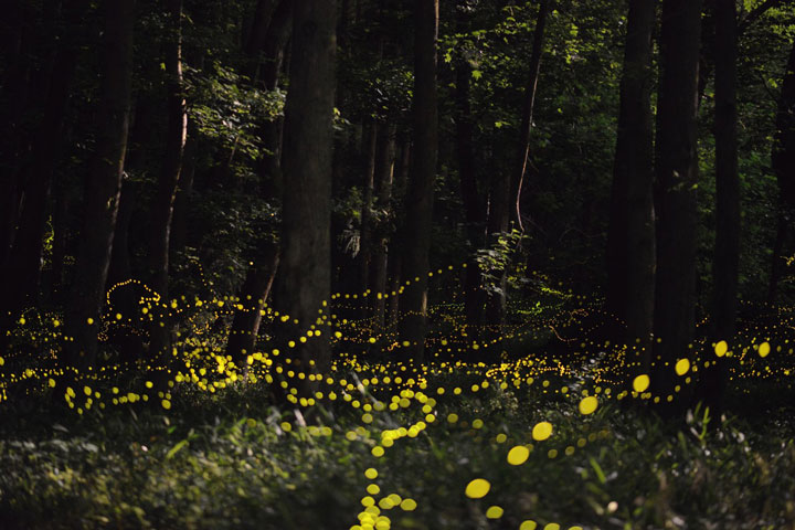 longue-exposition-des-paysages-japonais-illumines-par-le-voyage-des-lucioles8
