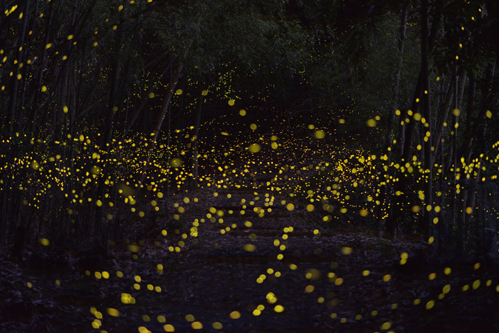 longue-exposition-des-paysages-japonais-illumines-par-le-voyage-des-lucioles9