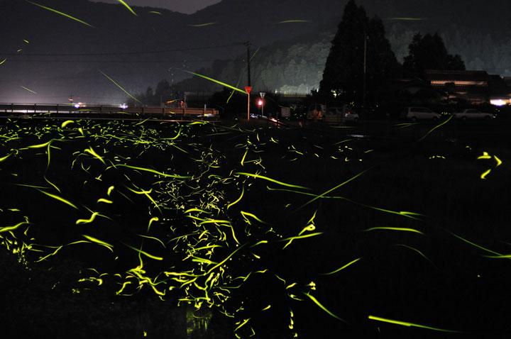 longue-exposition-des-paysages-japonais-illumines-par-le-voyage-des-lucioles9