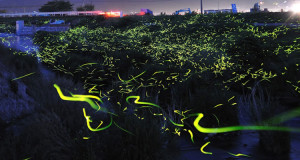longue-exposition-des-paysages-japonais-illumines-par-le-voyage-des-luciolesUne