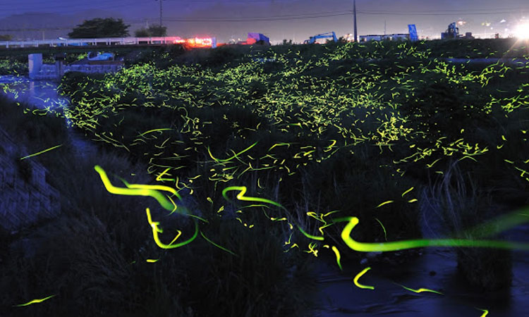 longue-exposition-des-paysages-japonais-illumines-par-le-voyage-des-luciolesUne