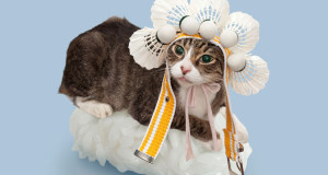 decouvrez-le-nouveau-phenomene-culinaire-et-animalier-venu-du-japon-les-chats-sushis-une