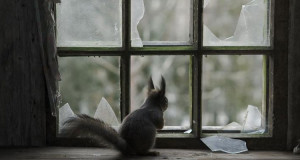 des-animaux-et-leur-famille-investissent-une-maison-abandonnee-dans-la-foret-une