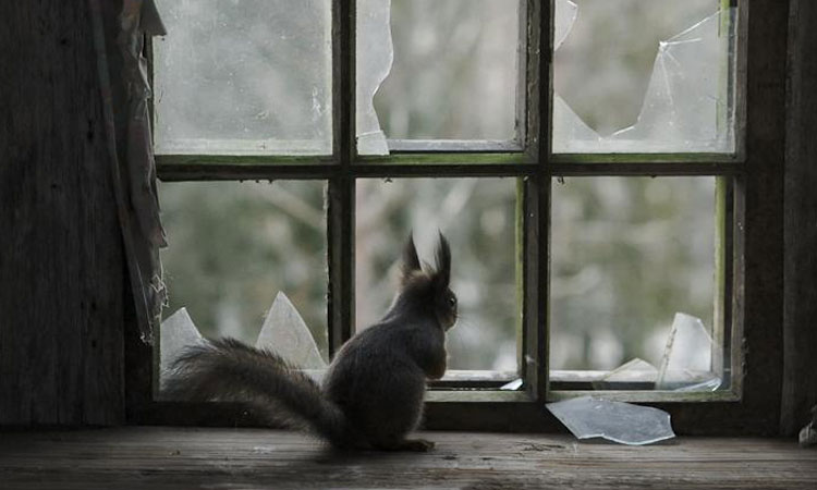 des-animaux-et-leur-famille-investissent-une-maison-abandonnee-dans-la-foret-une