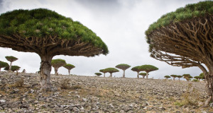 isolee-depuis-des-millions-dannees-lile-de-socotra-abrite-les-paysages-les-plus-extraterrestres-de-la-terre-une