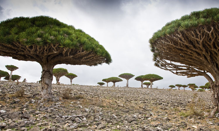isolee-depuis-des-millions-dannees-lile-de-socotra-abrite-les-paysages-les-plus-extraterrestres-de-la-terre-une