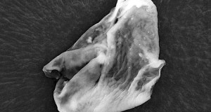 letre-humain-vient-il-de-faire-sa-premiere-rencontre-avec-un-extraterrestre-une