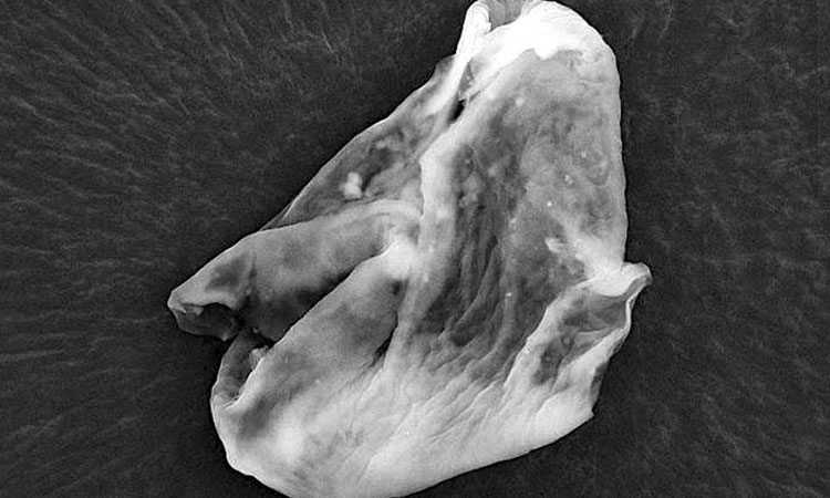 letre-humain-vient-il-de-faire-sa-premiere-rencontre-avec-un-extraterrestre-une