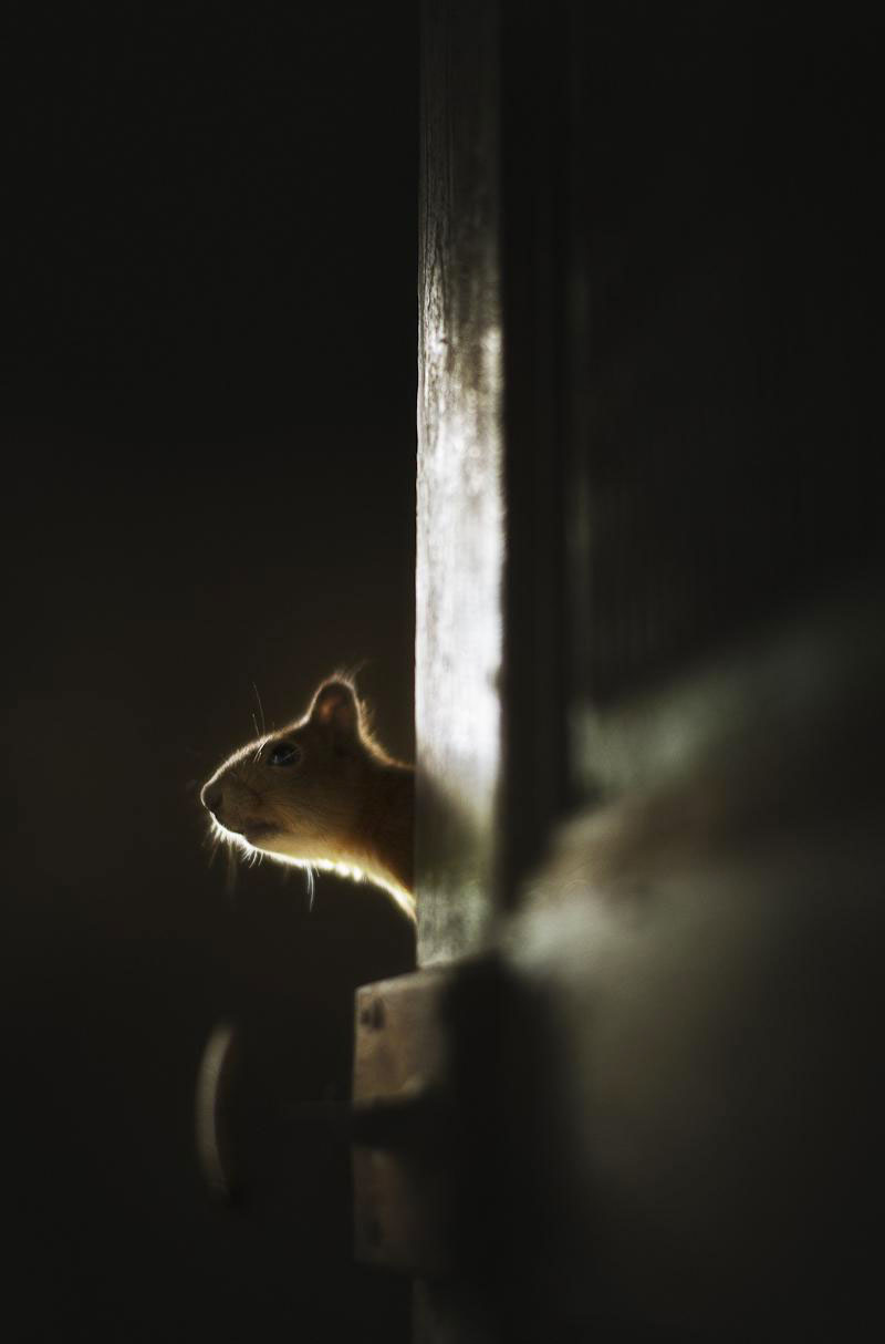 une-maison-abandonnee-dans-les-bois-envahie-par-des-dizaines-d-animaux-en-tous-genres10