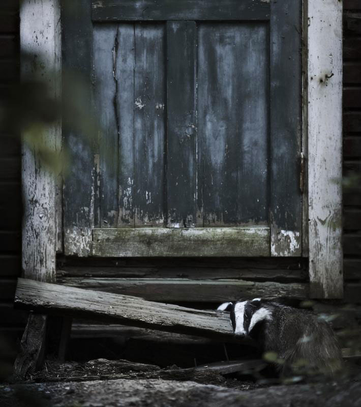 une-maison-abandonnee-dans-les-bois-envahie-par-des-dizaines-d-animaux-en-tous-genres17