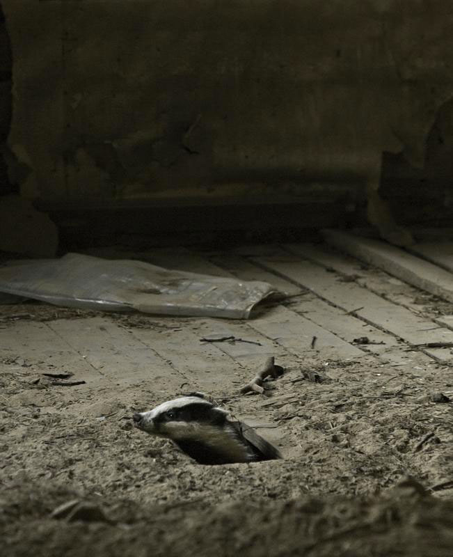 une-maison-abandonnee-dans-les-bois-envahie-par-des-dizaines-d-animaux-en-tous-genres20