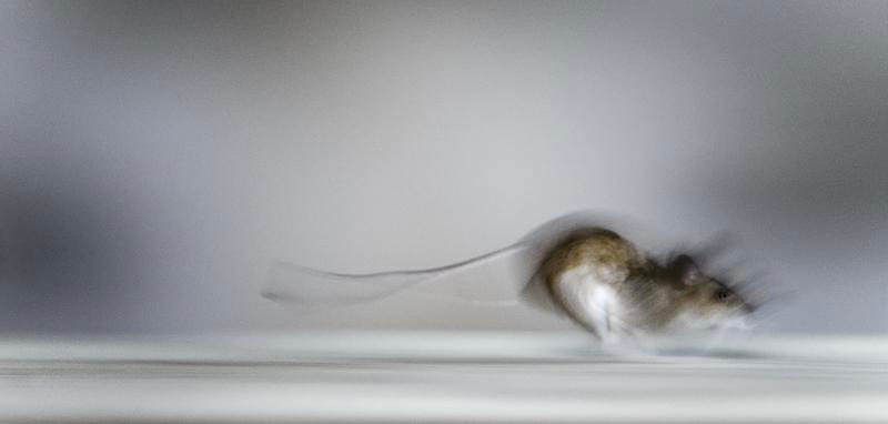 une-maison-abandonnee-dans-les-bois-envahie-par-des-dizaines-d-animaux-en-tous-genres23