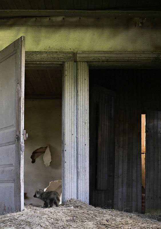 une-maison-abandonnee-dans-les-bois-envahie-par-des-dizaines-d-animaux-en-tous-genres25