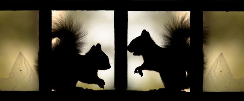 une-maison-abandonnee-dans-les-bois-envahie-par-des-dizaines-d-animaux-en-tous-genres26