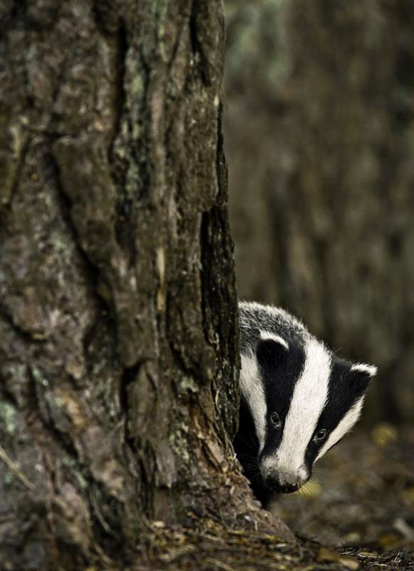 une-maison-abandonnee-dans-les-bois-envahie-par-des-dizaines-d-animaux-en-tous-genres27