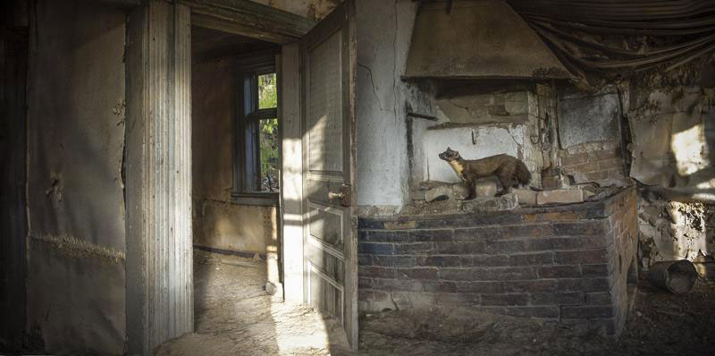 une-maison-abandonnee-dans-les-bois-envahie-par-des-dizaines-d-animaux-en-tous-genres28