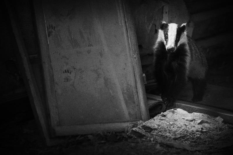 une-maison-abandonnee-dans-les-bois-envahie-par-des-dizaines-d-animaux-en-tous-genres30