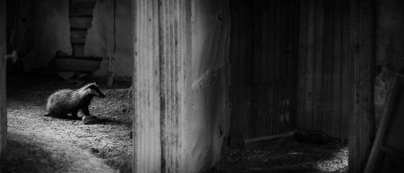 une-maison-abandonnee-dans-les-bois-envahie-par-des-dizaines-d-animaux-en-tous-genres31