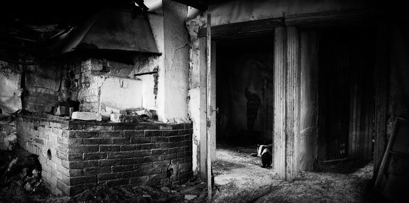 une-maison-abandonnee-dans-les-bois-envahie-par-des-dizaines-d-animaux-en-tous-genres32