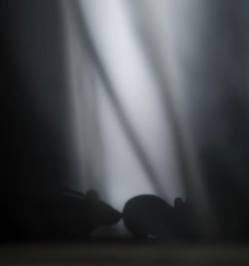 une-maison-abandonnee-dans-les-bois-envahie-par-des-dizaines-d-animaux-en-tous-genres7