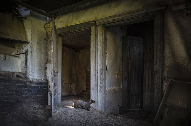 une-maison-abandonnee-dans-les-bois-envahie-par-des-dizaines-d-animaux-en-tous-genres9