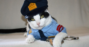 19-photographies-de-chats-victimes-de-la-passion-delirante-de-leurs-maitres-pour-halloween-une