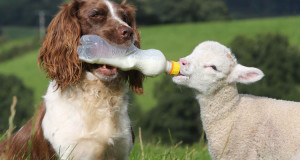 20-preuves-que-les-animaux-ont-un-grand-coeur-et-font-preuve-de-tendresse-avec-dautres-animaux-une