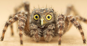 28-nouvelles-especes-danimaux-completement-loufoques-fabriquees-sur-photoshop-une