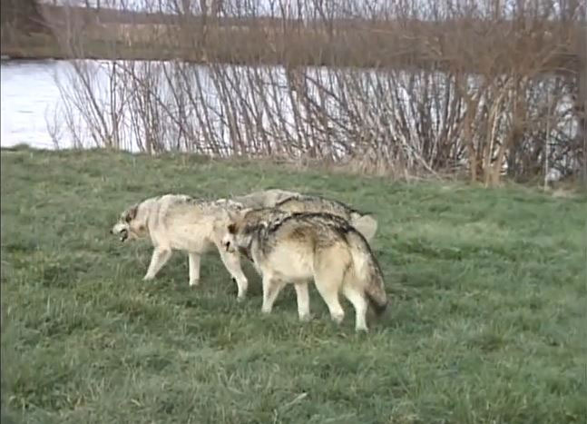 amitie-inattendue-une-meute-de-loups-se-prend-daffection-pour-un-photographe1