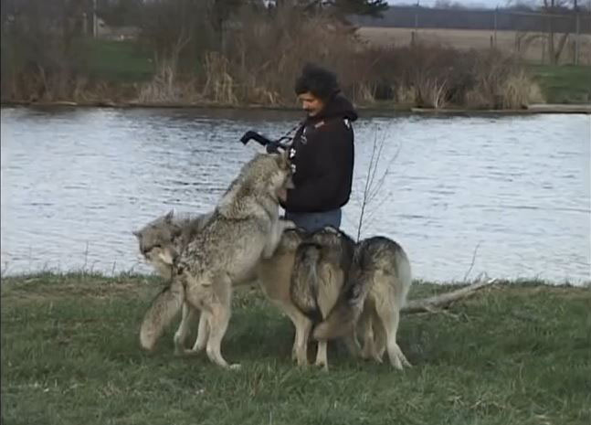 amitie-inattendue-une-meute-de-loups-se-prend-daffection-pour-un-photographe2