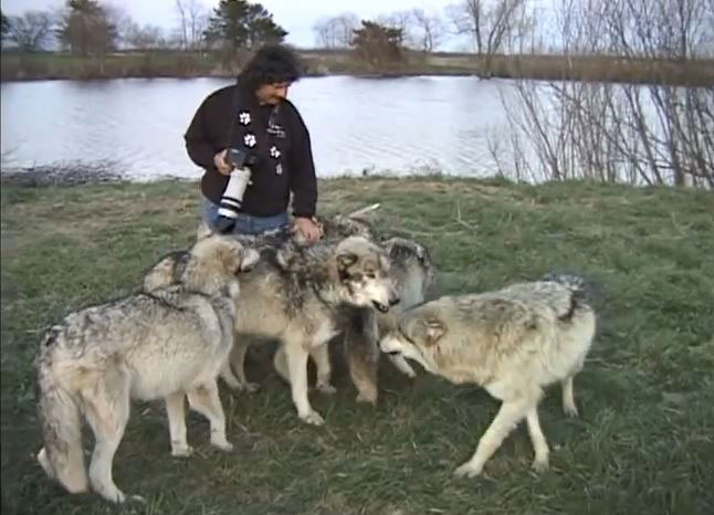 amitie-inattendue-une-meute-de-loups-se-prend-daffection-pour-un-photographe3